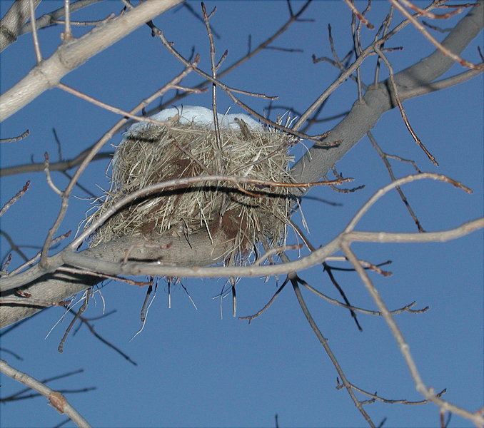 Empty nest