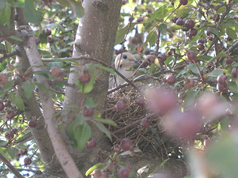 Turtle Dove in disguise